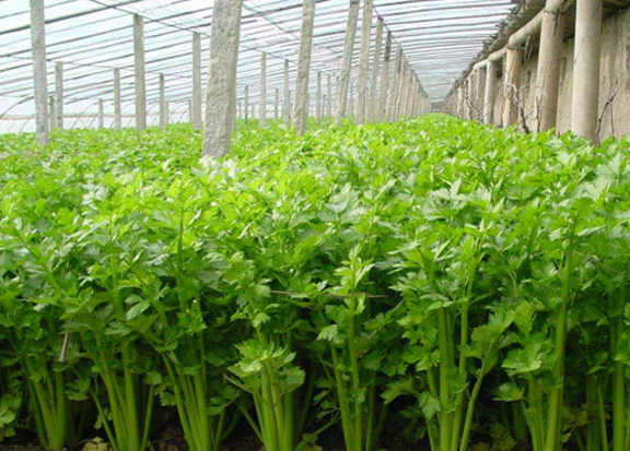 大硼蔬菜施肥技術(shù)